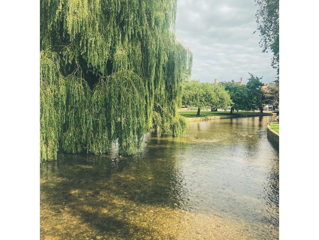 Weeping willow at Bourton on the Water 
